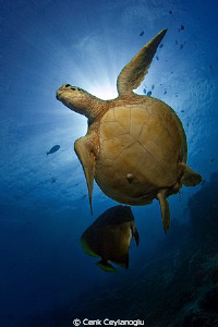Hawksbill turtle and a batfish. 
Sipadan Island/ South p... by Cenk Ceylanoglu 